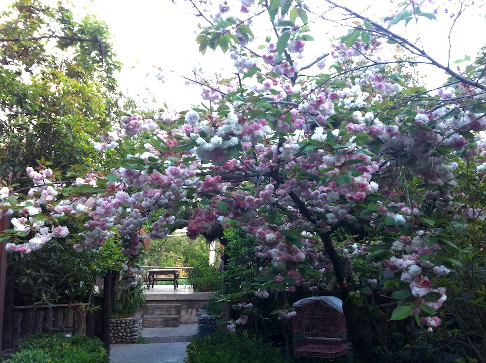 A flowering cherry tree