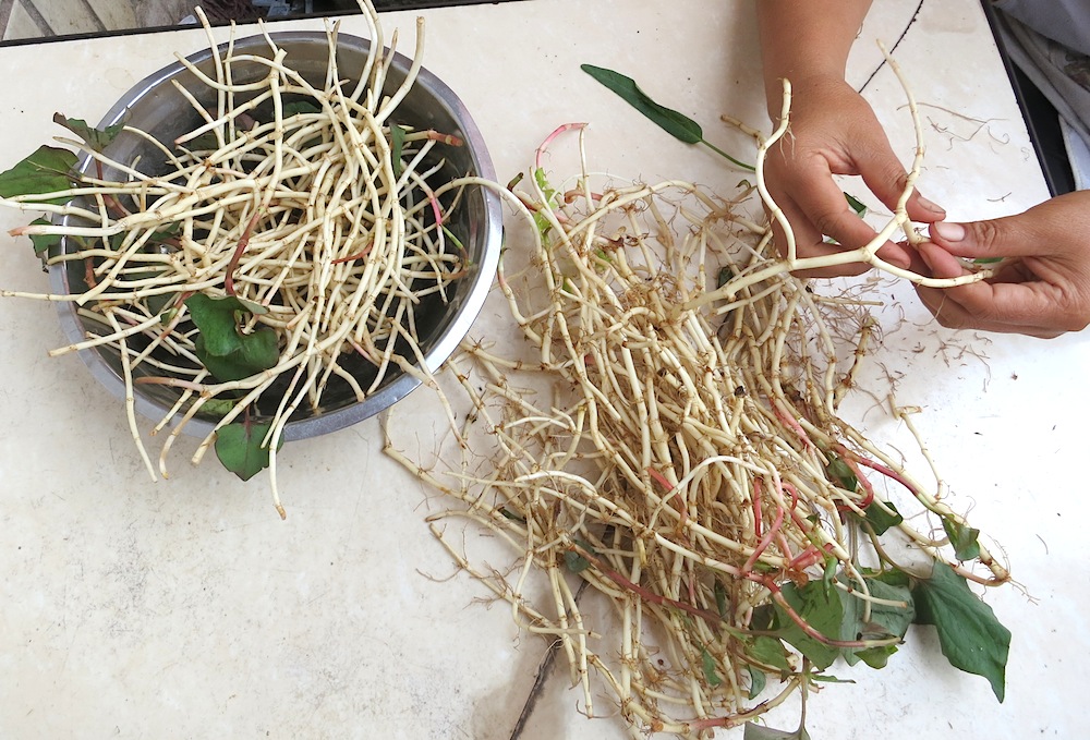 In the Yunnan Kitchen Fish Mint Root China South of the Clouds
