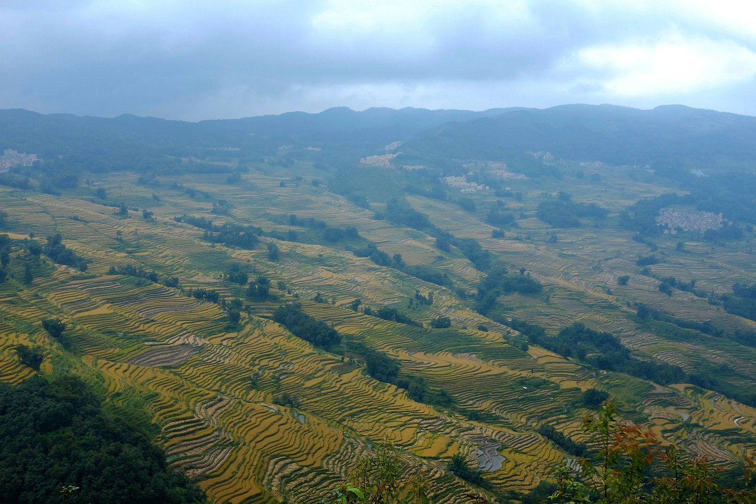 The rice terraces at harvest time